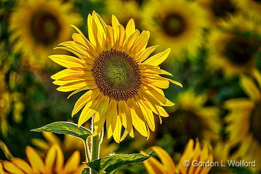 Backlit Sunflower_DSCF4494.jpg - Photographed near Frankville, Ontario, Canada.
